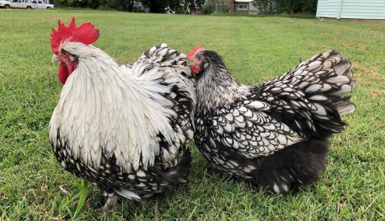 Silver Laced English Orpington Chicken - Image 20