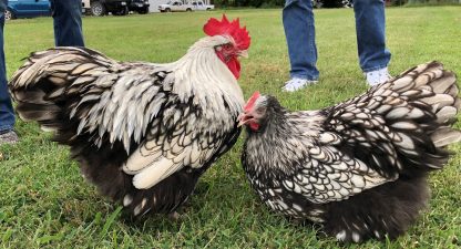 Silver Laced English Orpington Chicken - Image 19