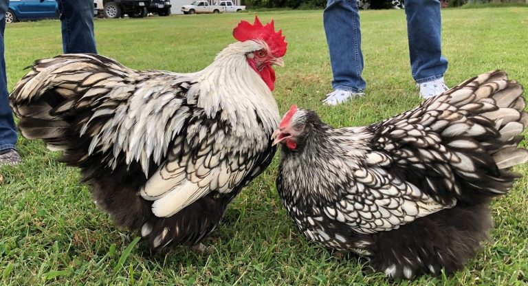Silver Laced English Orpington Chicken - Image 19