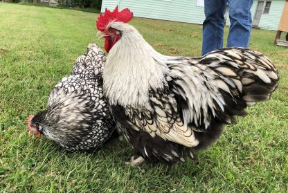 Silver Laced English Orpington Chicken - Image 18