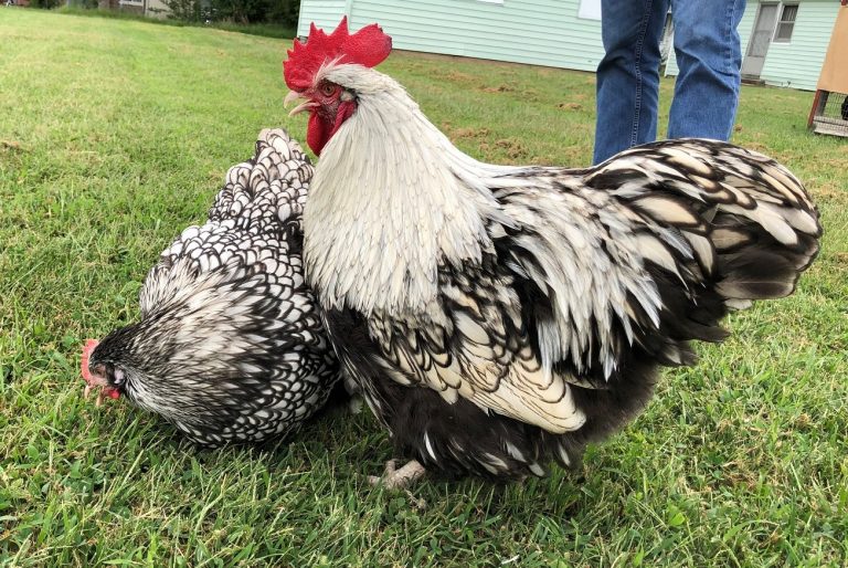 Silver Laced English Orpington Chicken - Image 18