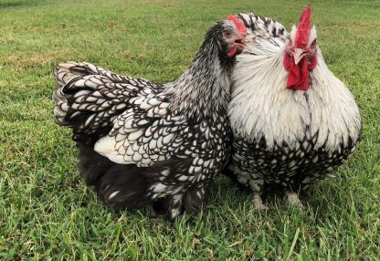 Silver Laced English Orpington Chicken - Image 17
