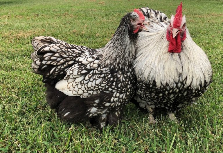 Silver Laced English Orpington Chicken - Image 17
