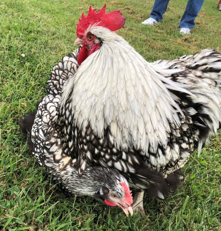Silver Laced English Orpington Chicken - Image 5