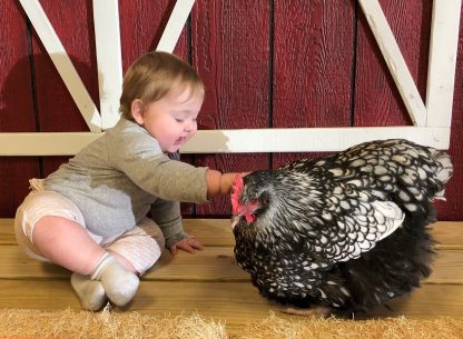 Silver Laced English Orpington Chicken - Image 2