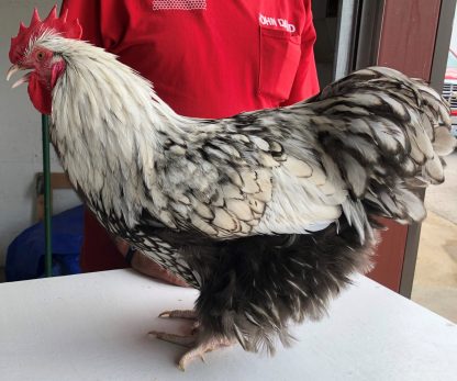 Silver Laced English Orpington Chicken