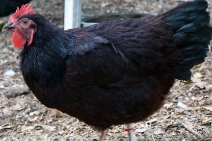 Rhode Island Red Chicken (Exhibition Type)