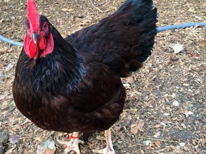 Rhode Island Red Chicken (Exhibition Type)