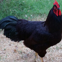 Rhode Island Red Chicken (Exhibition Type)