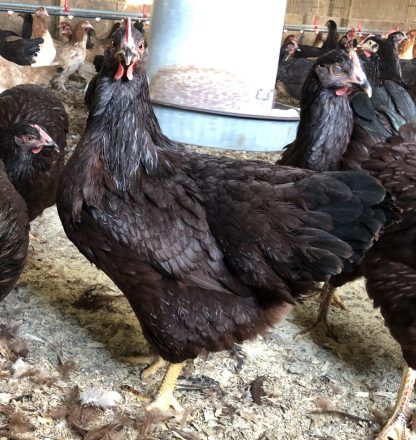 Rhode Island Red Chicken (Exhibition Type)