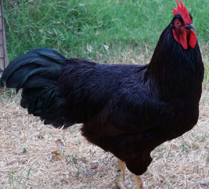 Rhode Island Red Chicken (Exhibition Type)