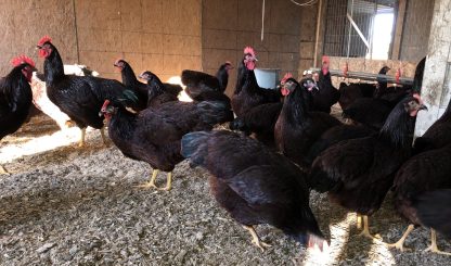 Rhode Island Red Chicken (Exhibition Type)