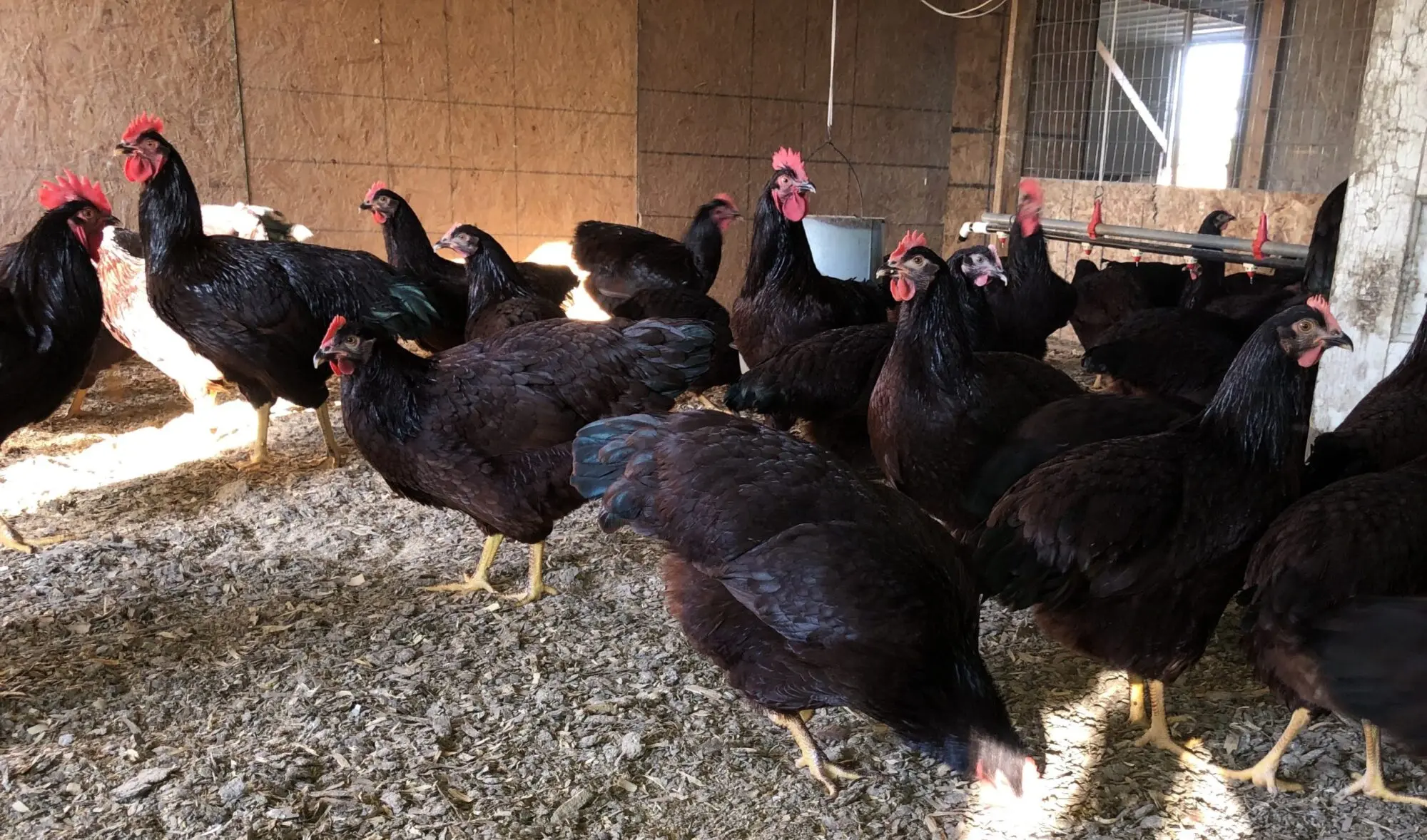 Rhode Island Red Fertile Hatching Eggs Choose Qty Your Shipping Same/Next-Day Rhode Island Red Fertile Hatching Eggs Choose Qty Your Shipping Same/Next-Day