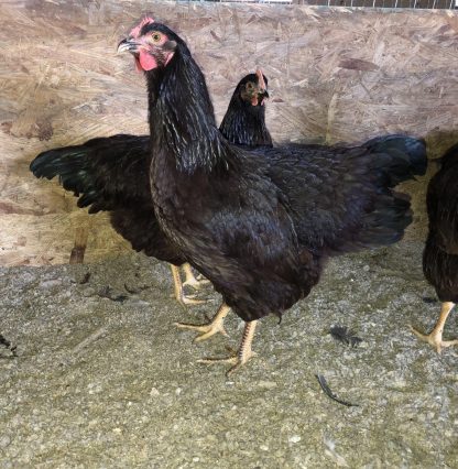 Rhode Island Red Chicken (Exhibition Type)