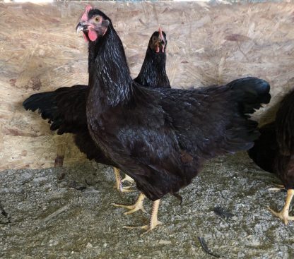 Rhode Island Red Chicken (Exhibition Type)