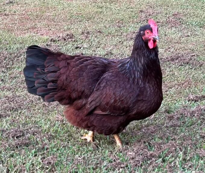 Rhode Island Red Chicken (Exhibition Type) - Image 52