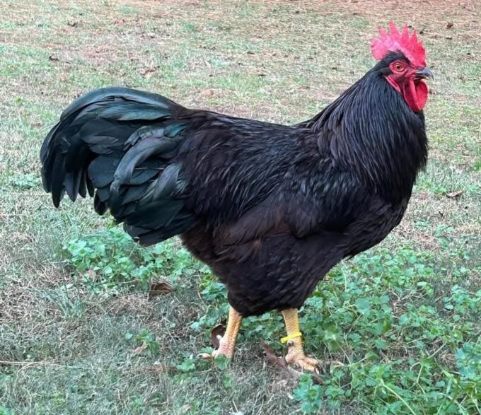 Rhode Island Red Chicken (Exhibition Type) - Image 53