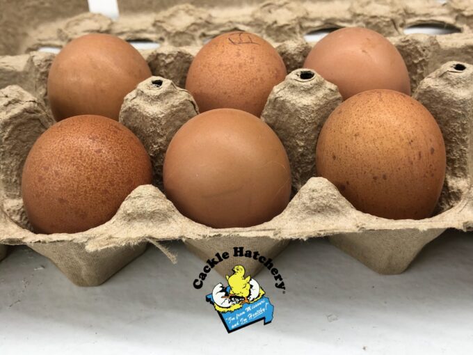 Rhode Island Red Chicken (Exhibition Type) - Image 51