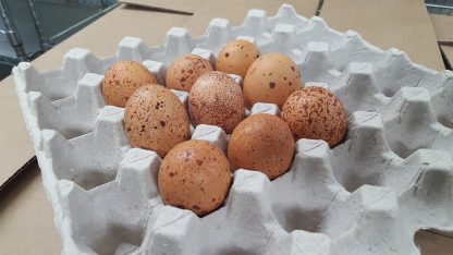 Speckled Egger® Hatching Eggs