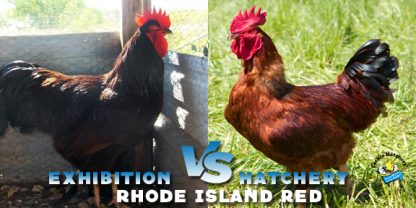 Rhode Island Red Chicken (Exhibition Type)/Production Type