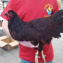 Rhode Island Red Chicken (Exhibition Type)