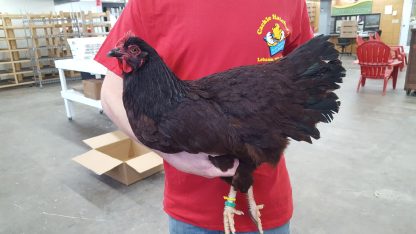 Rhode Island Red Chicken (Exhibition Type)