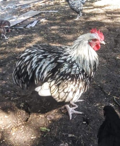 Silver Laced English Orpington Chicken