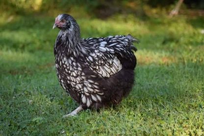 Silver Laced English Orpington Chicken