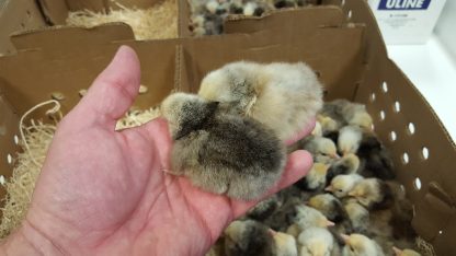 Silver Laced English Orpington Chicken