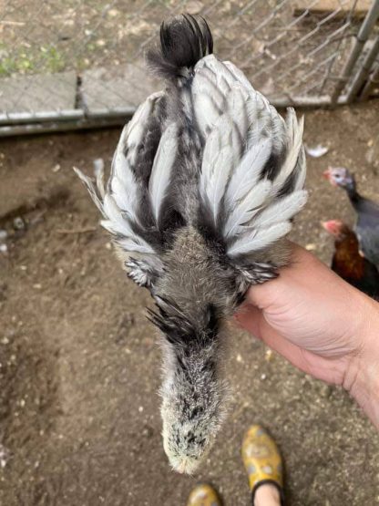 Silver Laced English Orpington Chicken