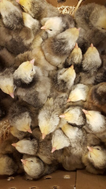 Silver Laced English Orpington Chicks