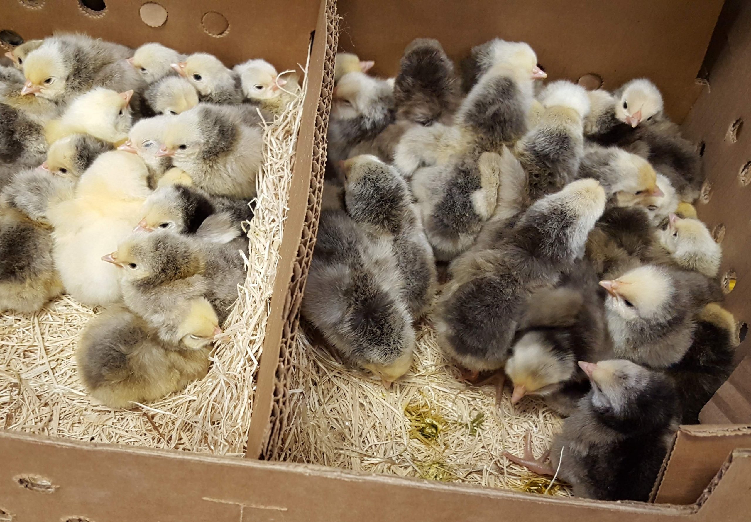 6 Black Silver Laced English Orpington Chicken Hatching Eggs 