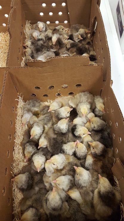 Silver Laced English Orpington Chicks