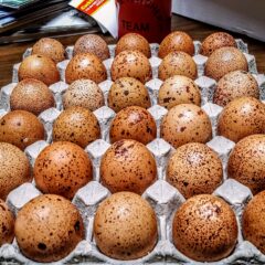 Speckled Egger™ Fertile Hatching Eggs