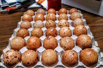 Speckled Egger® Hatching Eggs