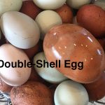 Double-Shell Egg