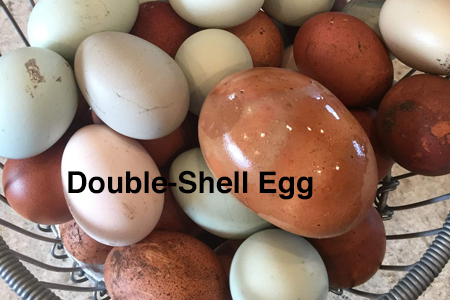 Double-Shell Egg