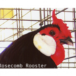 Rosecomb Rooster