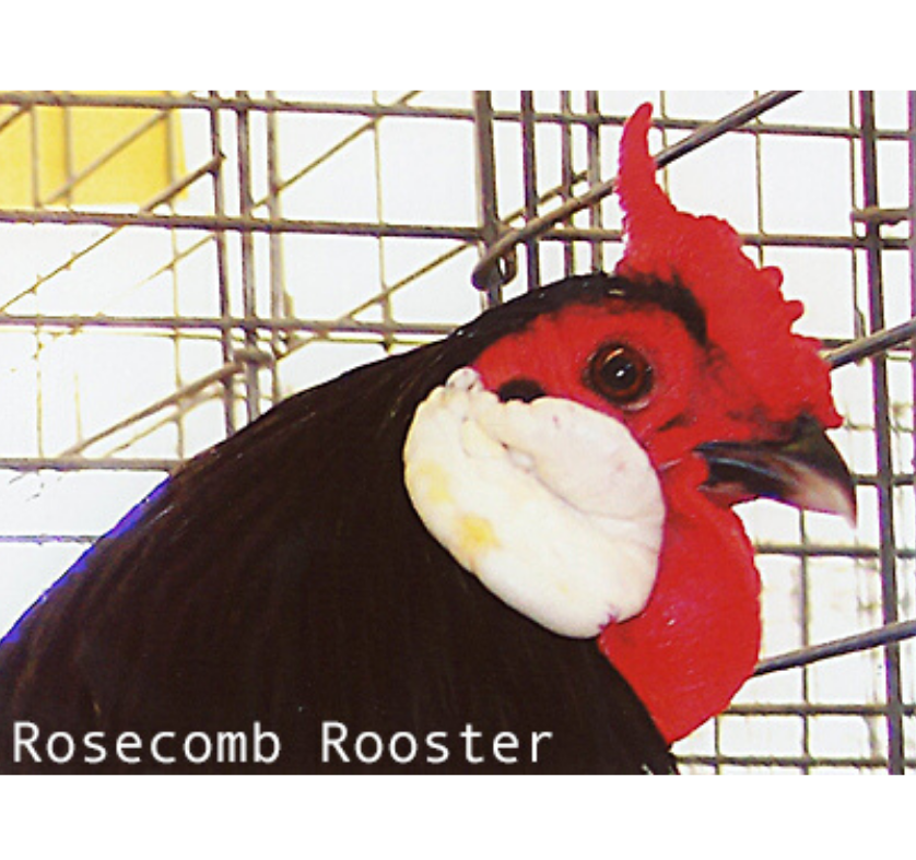Rosecomb Rooster