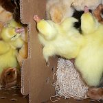 Cackle Hatchery Chicks