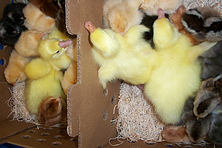 Cackle Hatchery Chicks