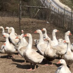 Cackle Barnyard Geese