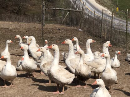 Cackle Barnyard Geese