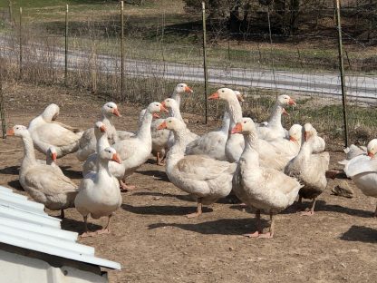 Cackle Barnyard Geese