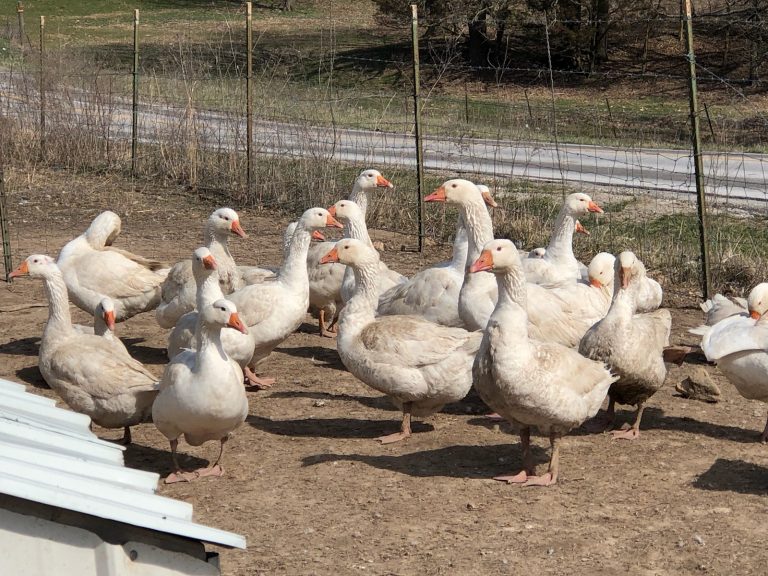 Cackle Barnyard Geese