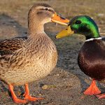 Mallard Ducks