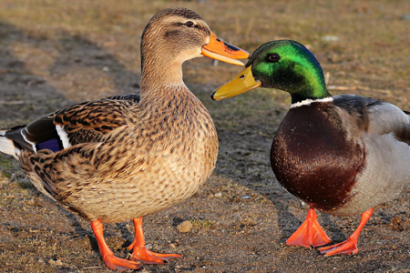 Ontslag nemen Zeker sarcoom Mallard Ducks Choose a Mate by Drake's Bill Color - Cackle Hatchery