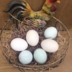 Assorted Bantam Fertile Hatching Eggs