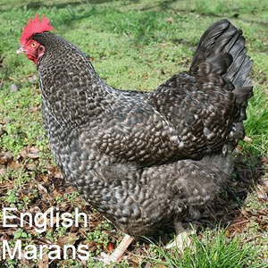 English Cuckoo Marans