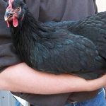 French Black Marans